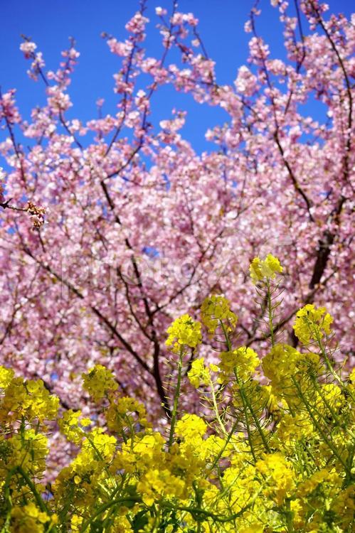 河津桜と菜の花と青空 河津桜,菜の花,春の写真素材