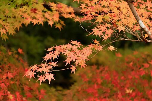 もみじロード もみじロード,紅葉,絶景の写真素材