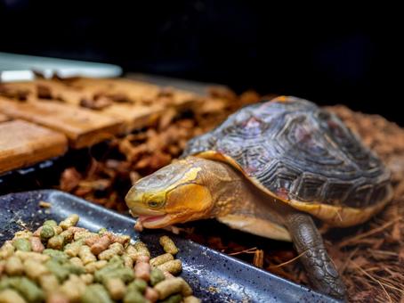 餌を食べるセマルハコガメ 餌を食べるセマルハコガメの写真