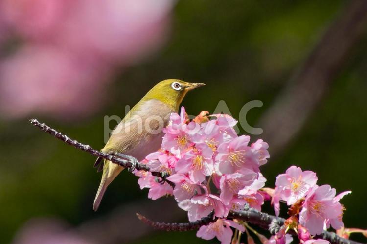 満開の河津桜と嘴に花粉をつけたメジロ　３ 桜,サクラ,春の写真素材
