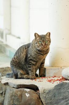 桜耳のキジトラ猫 猫,野良猫,キジトラの写真素材
