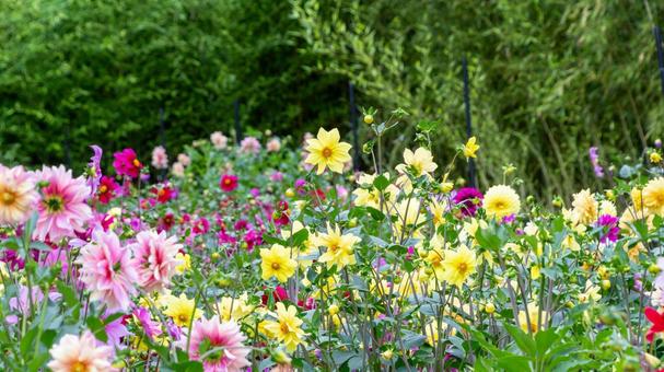 色とりどりのダリアが咲く花畑 ダリア,花畑,黄色の写真素材
