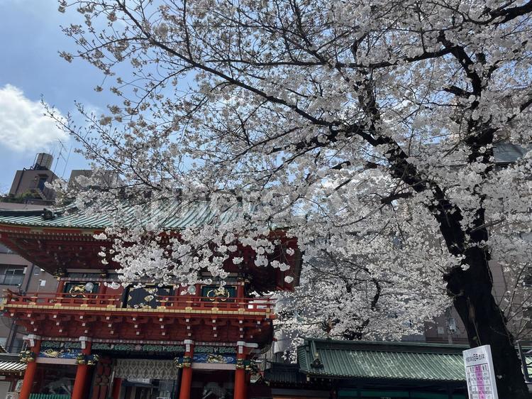 神田明神の桜 神田明神,神社,春の写真素材