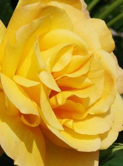 バラ・薔薇 クローズアップ バラ・薔薇 クローズアップの写真