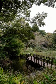 ［季節のイメージ］晩秋｜小雨｜森｜遊歩道 自然教育園,白金台,港区の写真素材