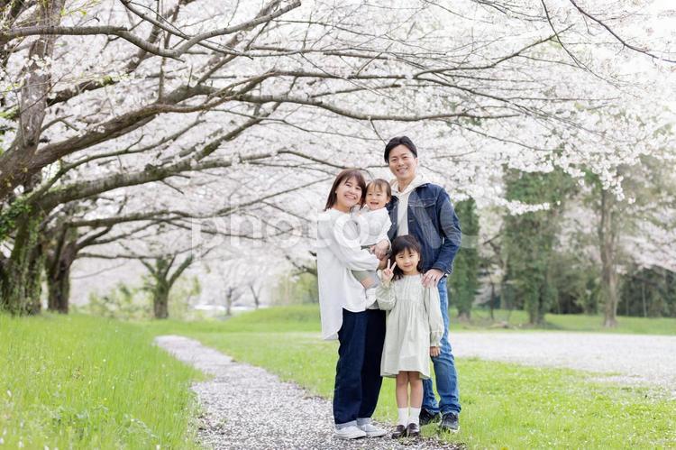 桜の咲く公園を歩く家族 桜,人物,男性の写真素材