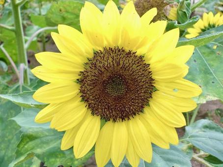 ひまわり ひまわり ヒマワリ,自然,花びらの写真素材
