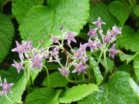 郊外の岩場に咲くイワタバコの花 郊外の岩場に咲くイワタバコの花の写真