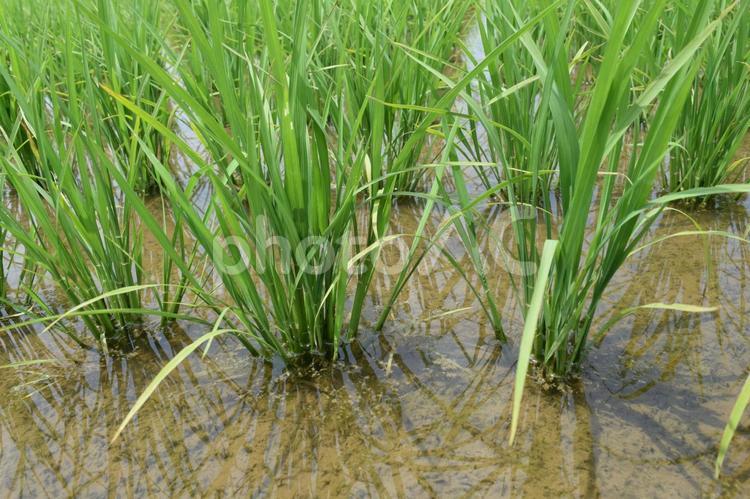 田植え１ヶ月後の水田 田植え１ヶ月後,１ヶ月後の水田,１ヶ月後の写真素材