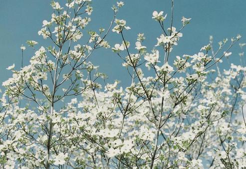青空とハナミズキの写真