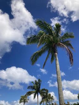 Palm trees against the blue summer sky, JPG Palm trees against the blue summer sky, JPG