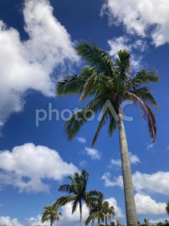 夏の青空に映えるヤシの木 椰子の木,パームツリー,青空の写真素材