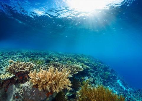 海のサンゴ礁 海のサンゴ礁の写真