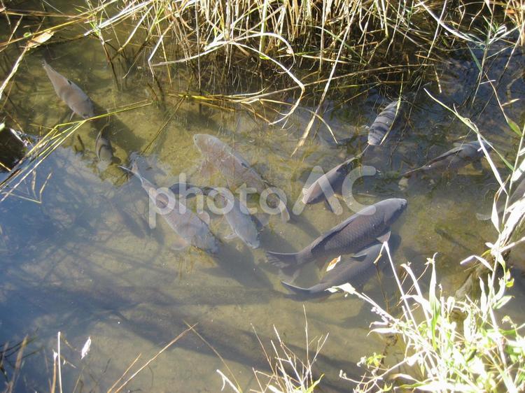 池の魚たち 魚,池,自然の写真素材