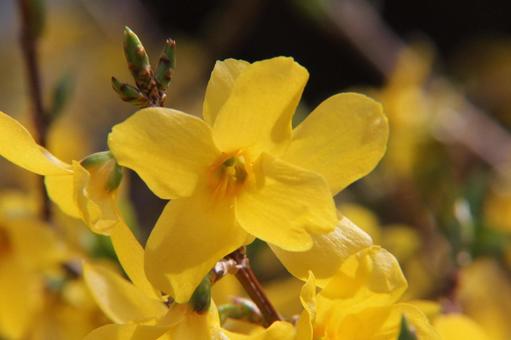 Photo, forsythia, close-up, flowers and trees, 