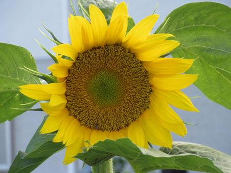 力強く咲く黄色いひまわりの花 力強く咲く黄色いひまわりの花 花,ひまわり,雨上がりの写真素材