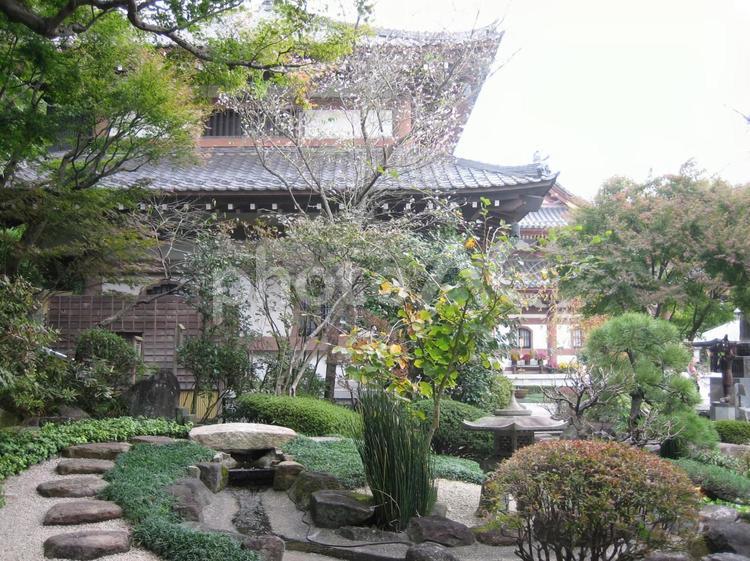 長谷寺　鎌倉 長谷寺,鎌倉,寺の写真素材