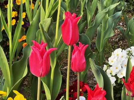 Tulips, JPG Tulips, JPG