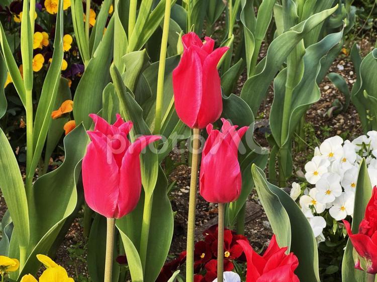 チューリップ チューリップ,花,春の写真素材