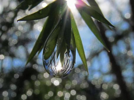 水滴と朝の光の風景 水滴と朝の光の風景 水滴,しずく,雨の写真素材