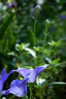 夏の花:キキョウ8 夏の花:キキョウ8の写真