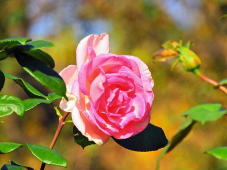 ピンクのバラ 自然,花,植物の写真素材