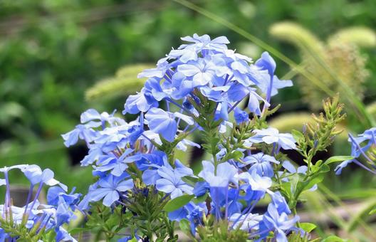 Photo, ruri matsuri, summer, flower, 