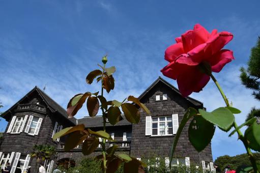 旧古河庭園とバラ 旧古河庭園,薔薇,バラの写真素材