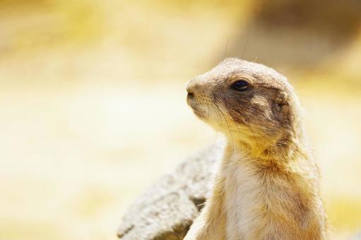 プレーリードッグ プレーリードッグ,スペース,生き物の写真素材