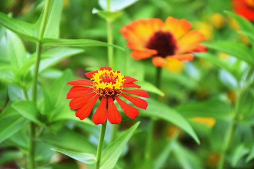 Zinnia, JPG
