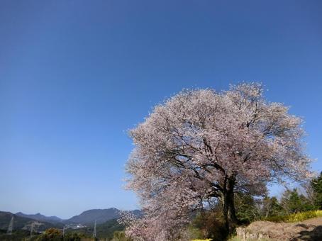 佐賀 武雄 馬場の山桜 遠景5 佐賀 武雄 馬場の山桜 遠景5の写真