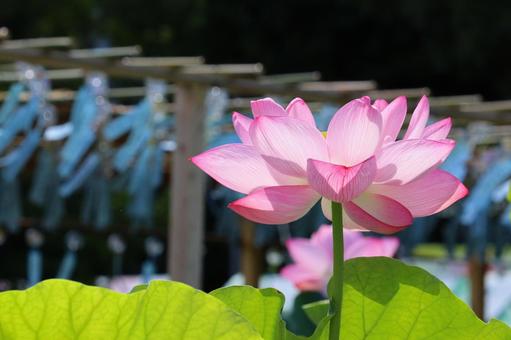 不忍池に咲く蓮の花と風鈴 不忍池に咲く蓮の花と風鈴 蓮,夏,ハスの写真素材