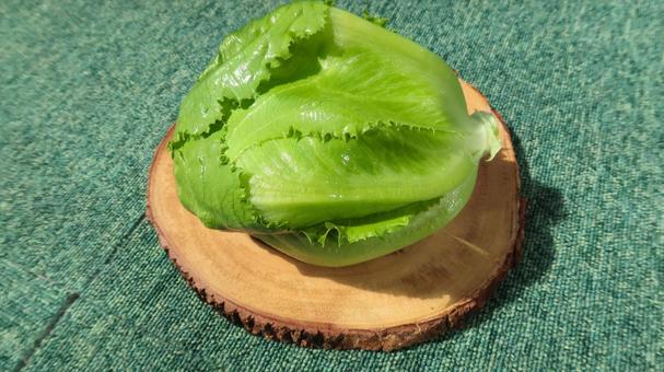 レタス レタスの写真