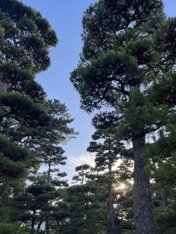 高松城跡松 Pine and Light 高松城跡松 Pine and Lightの写真