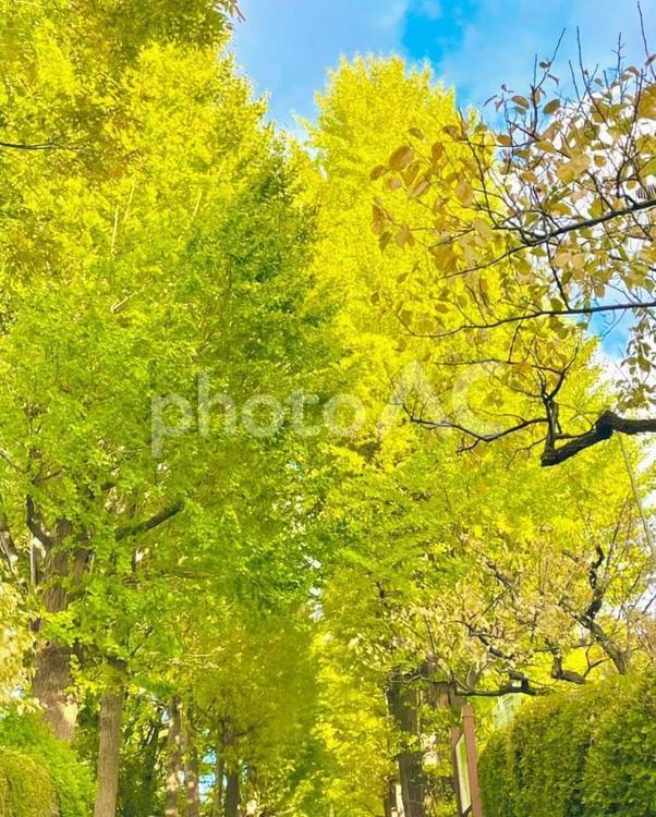 イチョウ並木 イチョウ,イチョウ並木,紅葉の写真素材