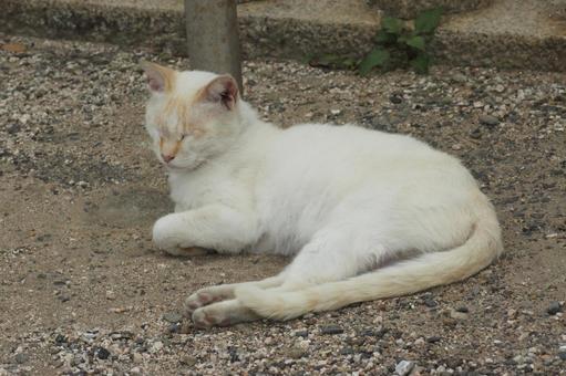 ねこ ねこ のらねこ,にゃんこ,可愛いの写真素材