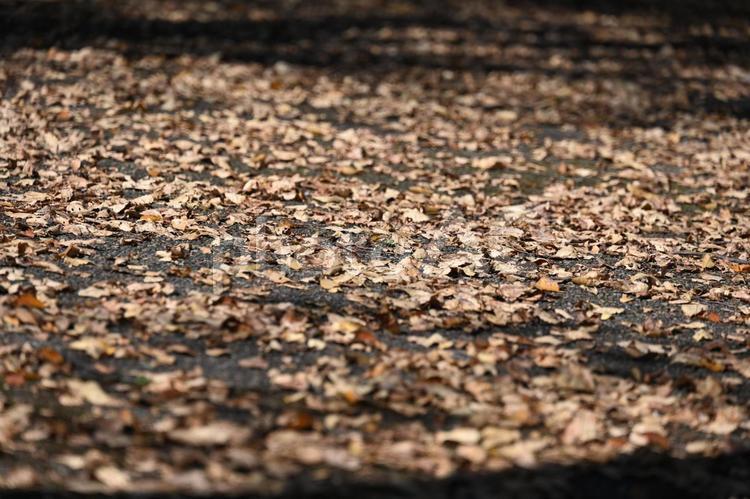 落ち葉・紅葉・秋のイメージ：背景素材テクスチャ 落ち葉,紅葉,秋の写真素材