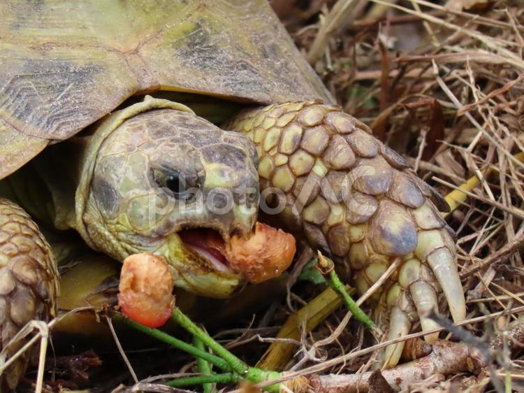 リクガメ　ヨツユビリクガメ 亀,ヨツユビリクガメ,リクガメの写真素材