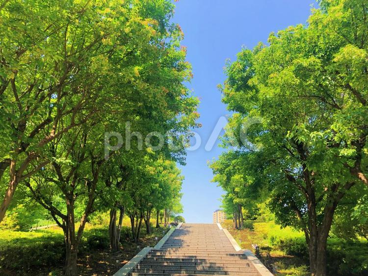 芝公園の階段 芝公園,階段,自然の写真素材