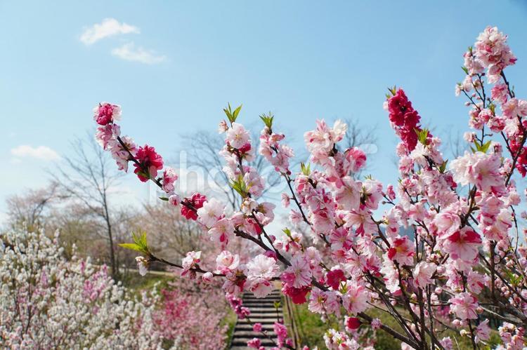 桃の花咲く爽やかな風景 花桃,桃,花の写真素材