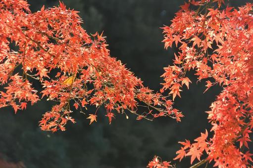 もみじ もみじ 小石川後楽園,東京都,紅葉の写真素材