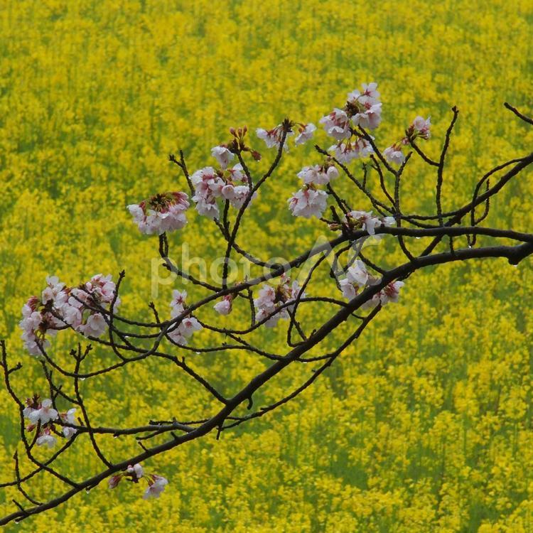 桜の枝と菜の花の背景 春の訪れ,黄色とピンク,花の枝の写真素材