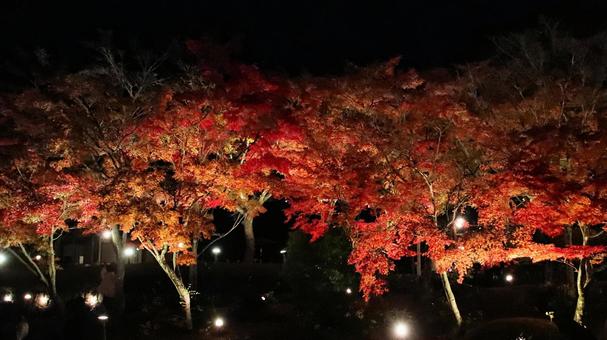 虹の郷　紅葉ライトアップ 紅葉,ライトアップ,秋の写真素材
