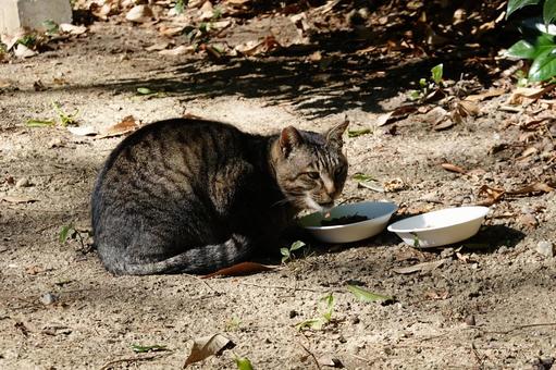 Photo, cat, meal, crisp, 