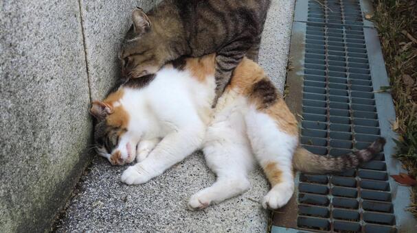 ラブラブでもふもふな三毛猫たちの昼下がり 三毛猫,猫,キジトラの写真素材