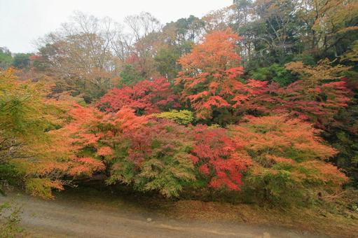 養老渓谷 養老渓谷,筒森もみじ谷,紅葉の写真素材