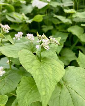 蕎麦の花 蕎麦の花 蕎麦,花,植物の写真素材
