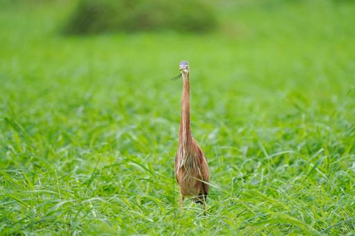 ムラサキサギ ムラサキサギ ムラサキサギ,サギ,鳥の写真素材