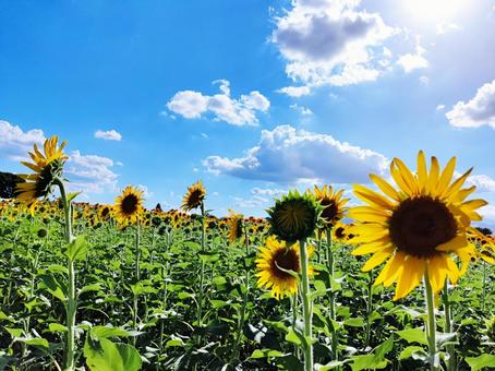 夏の青空とひまわり畑 夏の青空とひまわり畑 ひまわり,ヒマワリ,向日葵の写真素材