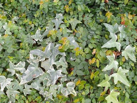 葉 葉,葉っぱ,緑の写真素材